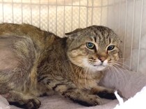 素手で撫でられない保護猫→愛情を与え続けた結果…思わず感動する『まさかの展開』に反響「声と顔のギャップｗｗ」「気持ち伝わるんだね」