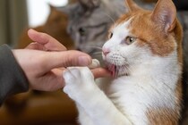 猫が『飼い主を舐めてくる』理由とは？舐める部位によって変わる心理を解説