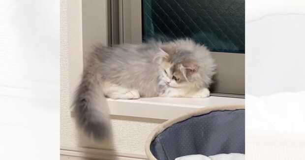窓辺でまったりと寝そべっていた子猫→自分のしっぽを見ると……可愛すぎる行動に「猫生一週目すぎる」「癒やし…」と笑顔になる人が続出