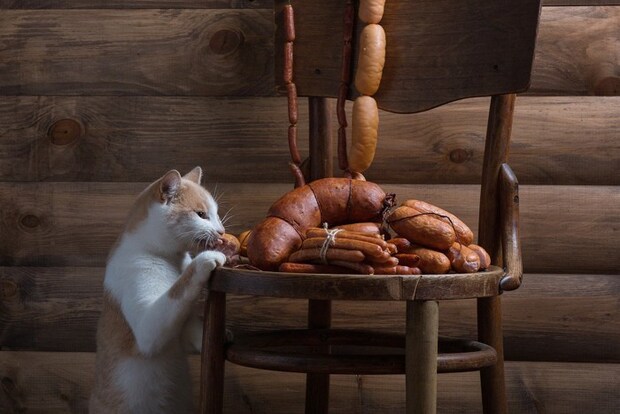 ソーセージを狙う猫