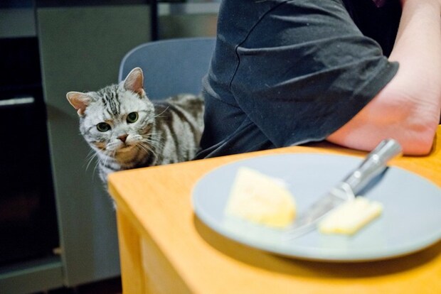 机の上のバターを狙う猫