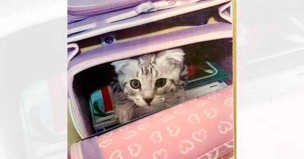 娘が小学校に入学したときは『こんなに小さかった子猫』が、6年後…思わず号泣のビフォーアフターに「素敵すぎる」「涙腺崩壊待ったなし」の声