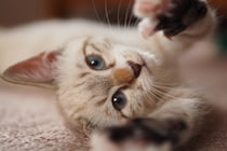 『甘えん坊の猫』に共通する特徴5つ　猫種や性別による傾向のちがいも