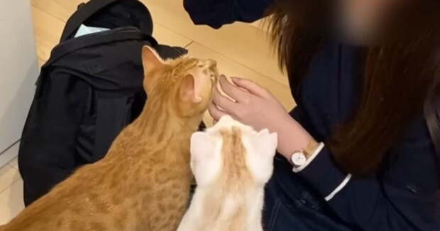 妹が泊まりにやって来ると、家にいた『2匹の猫』が…可愛くてたまらない1日の様子に「羨ましい～！」「メロメロになっちゃうね」と反響