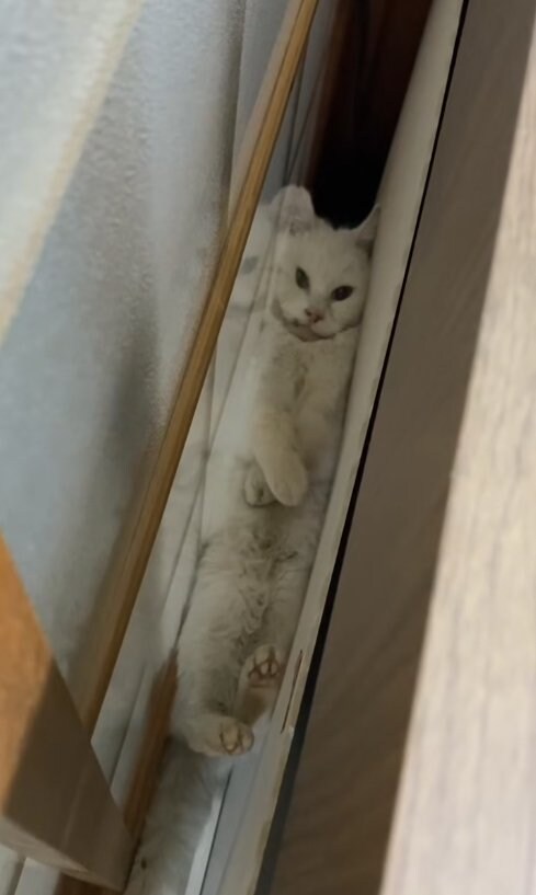 ベッドとガラス戸の隙間をのぞいたら…まさかの挟まり方をしている猫に210万再生の反響「はさまっていますが何か?」