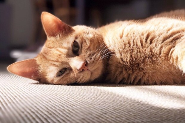 不満そうな顔の茶トラ猫