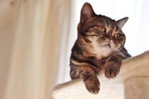 猫が急に『甘えてこなくなった』ときの理由3つ　考えられる原因と接し方のコツ