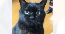 黒猫に『お手』『おかわり』と言うと…想像を超えてくる『天才的な反応』に仰天「えーっ素晴らしい」「人間の会話も理解してそうｗ」と35万再生