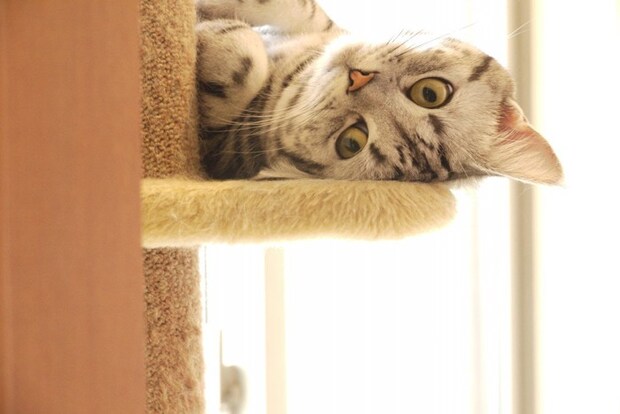 タワーでくつろぐアメリカンショートヘア