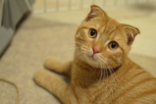 茶トラのスコティッシュフォールド