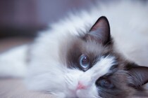 『アパート』での暮らしでも飼いやすい猫種5選　性格や特徴から快適に過ごしてもらうコツまで