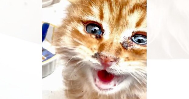 『海沿いの危険な場所で鳴いていた子猫』を保護した結果…涙が止まらない『素敵な結末』に感動の声「うるうるきた」「いい人に拾われて良かった」