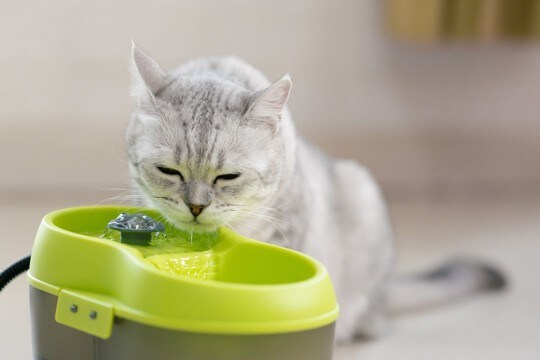 愛猫を『長生きさせる食事』のポイント3つ　飼い主が取り入れるべき健康維持の秘訣とは