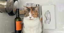 水がほしくてキッチンで待っていた猫→宅配便が来て『遅れた』結果…まさかの光景に爆笑「可愛すぎるｗｗ」「不満ダダ漏れｗ」と２万いいね