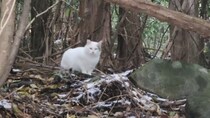 雪が降る寒い山奥に『1匹でいた警戒心の強い猫』が保護された結果…思わず泣ける『変化』が22万再生「本当にありがとう」「素敵な子だね」