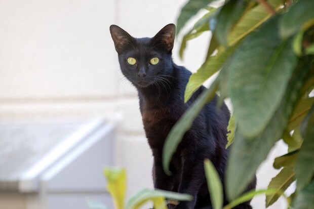 木陰からこちらを見つめる黒猫