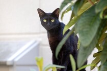 13年の時を経て、行方不明だった看板猫が現れ、新しい幸せをつかむ　英国