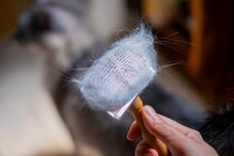 猫が『季節の変わり目』に起こしやすい変化4選　飼い主が意識すべき体調管理のポイントまで