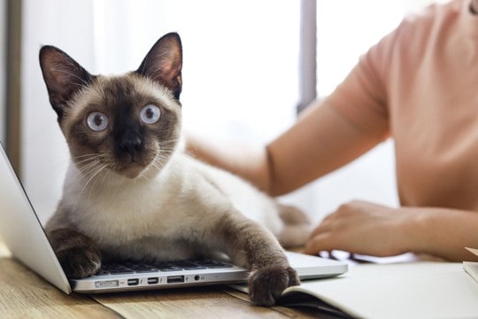 猫と『いつも一緒』に過ごすことで起こるデメリット4つ 悪影響となる理由や適切な距離感も解説