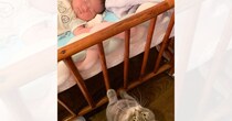 生まれたばかりの赤ちゃんがベッドで寝ていると…お兄ちゃん猫が見せた『素敵な行動』に「可愛いねぇ〜」「見守り頑張ってね」と反響