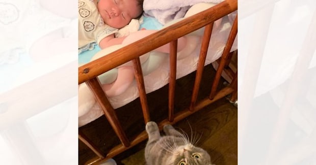 生まれたばかりの赤ちゃんがベッドで寝ていると…お兄ちゃん猫が見せた『素敵な行動』に「可愛いねぇ〜」「見守り頑張ってね」と反響