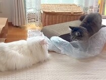 年が離れた２匹のネコ→プチプチで遊ぼうとすると…思わず笑ってしまう『テンションが噛み合わない様子』に反響「対照的」「ズレも面白い」