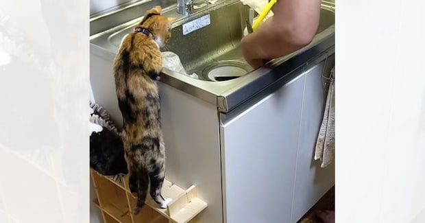 立ち上がってシンクを見つめる猫→『飼い主さんが洗っていた』のは……可愛すぎる瞬間が24万再生「人間の子供と一緒」「特等席だねw」
