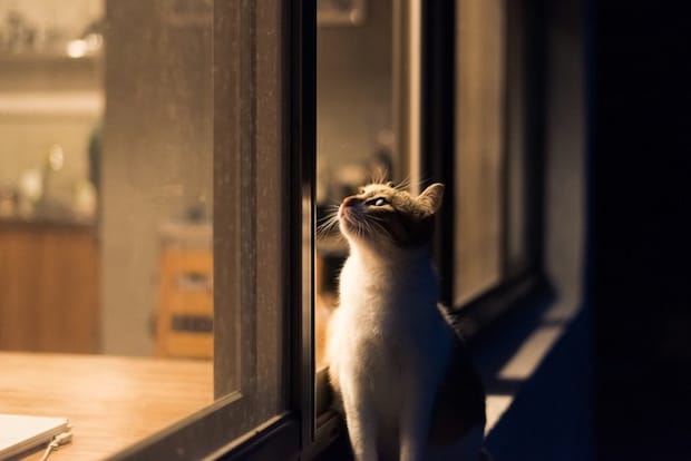 夜の猫