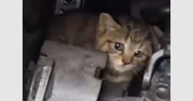トラックのエンジンルームで半日以上も…『怯えていた子猫』を保護して翌日→泣ける光景が181万再生「よく頑張ったね」「素敵なお話で涙」