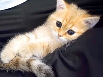 しょんぼりとした様子の赤ちゃん猫を『膝の上』に乗せてみたら…とんでもなく尊い『赤ちゃんのような光景』に「愛らしい」「なんて可愛さ」と絶賛