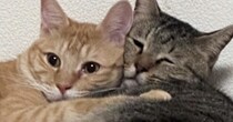 キジトラのことが大好きな茶トラ猫→『べったりとくっついている』と…微笑ましすぎる光景に13万いいね「迷惑そうな顔ｗ」「幸せが詰まってる」