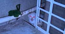 真夜中に外から『子猫の大きな鳴き声』→なんとか保護しようと探したら…涙あふれるエピソードが21万再生「本当にありがとう」「泣けてくる」
