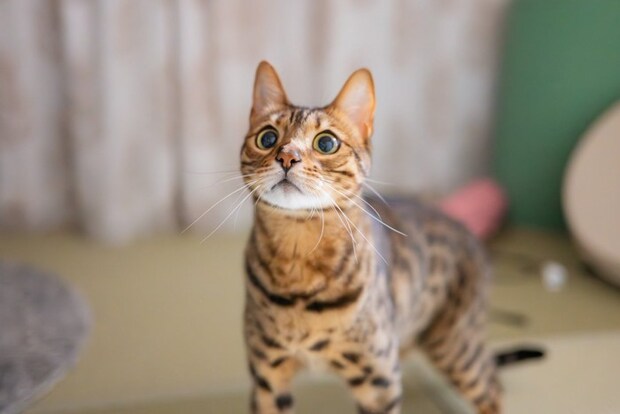 何かを見つめる猫