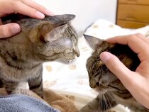 お父さんが寝ようとすると、ネコたちがベッドに集まって…想像以上に『幸せな光景』が話題「ニャンズ満喫だね」「ネコ使いにしか見えない」