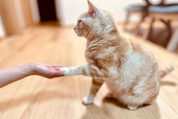 お手をす猫