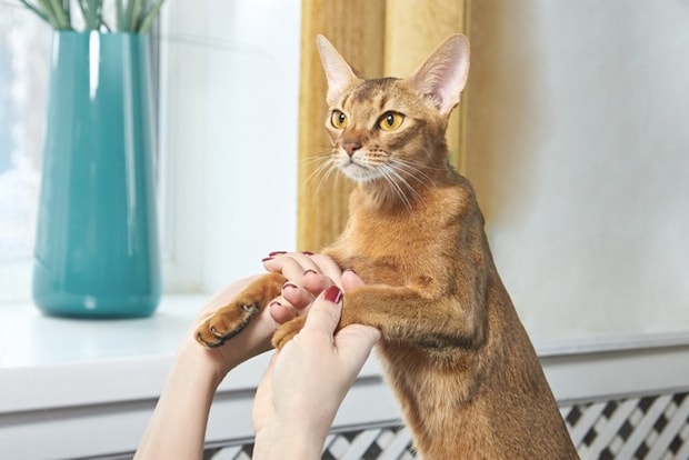 犬と一緒に待てをする猫