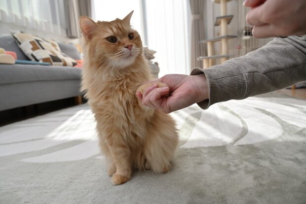 指先を嗅いでしまう猫