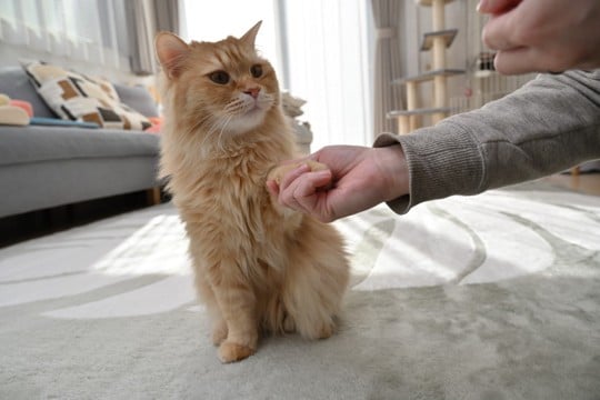 愛猫に『お手・待て』を覚えさせる方法4つ 上手なトレーニングのコツや注意点も解説