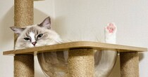 『キャットタワーでくつろぐ猫』を見たら…思わず二度見する光景に「トリックアートすぎない？ｗ」「目の錯覚かなｗ」と５万いいねの反響