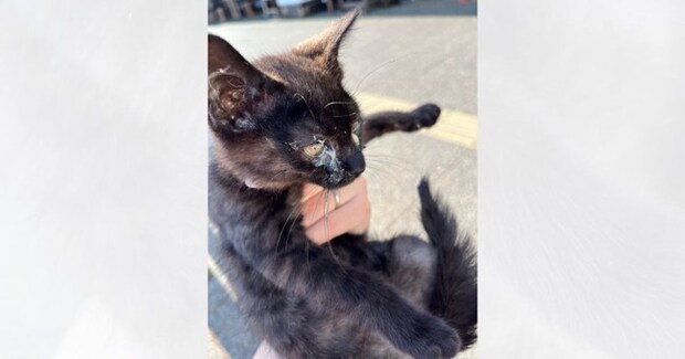 『家族ができますように』と神頼みした直後、鳥に囲まれていた黒猫と出会って…3年後→思わず涙が出る光景に「素敵」「大切にされてるね」と感動