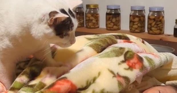 猫が『生まれたばかりの赤ちゃん』と初めて会った結果…あまりにも尊すぎる光景が376万再生「不思議な生き物なのかなw」「愛情を感じる」