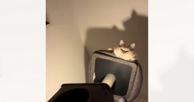 視線を感じて見上げたら、『キャットタワーの頂上から猫』が…まさかの光景に爆笑の声「影がまたいい感じw」「おもろ可愛いw」と22万再生