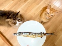 ２匹のネコに『大好きな魚』を焼いてあげた結果→まるでハンター？『思った以上の反応』に「クリームパンチ最高」「目の輝きがｗ」と反響の声