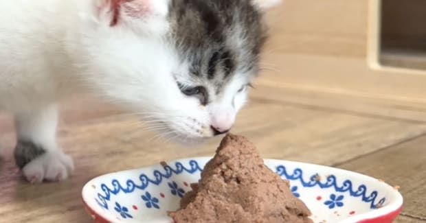 『離乳食の美味しさに目覚めた子猫』が、次の瞬間…思わずニヤける『愛らしい光景』に「心臓痛くなるレベル」「ずっと見ていられる」と反響