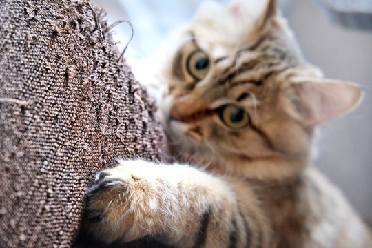 猫の習性から『家具を守る』ための対策術3つ　爪とぎや急な嘔吐への備えとは