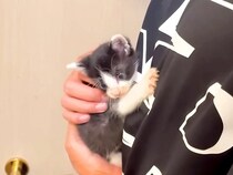 生後４週間の赤ちゃんネコ→抱っこからおろそうとしたら…思わず笑ってしまう『愛おしい反応』に「甘えん坊全開」「ママだと思われてる」と反響
