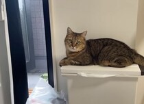 窓から入ってくる『涼しい風を堪能していた猫』→窓が閉められると…まさかの表情に「可愛すぎてワロタｗ」「しょもしょもしてるｗ」と爆笑の声