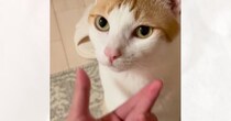見つめてきた猫の『ほっぺを優しく撫でた』結果…まさかのリアクションが83万再生「目がマジｗｗ」「意志が強いｗ」と爆笑の声
