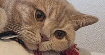 元気に遊んでいた猫→『急に静かになった』と思ったら…心臓が止まりそうになる光景に２万いいね「2度見してしまった」「とっても驚いた」