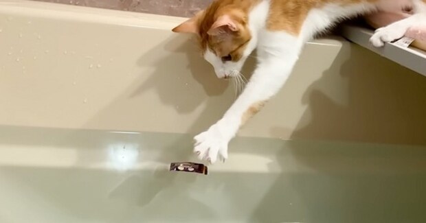 お風呂場にいた猫たち→飼い主さんが『お風呂に物を落としてみる』と…思わず感動の光景に反響「すごい応援しちゃったw」「驚きの賢さ」